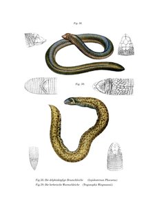 Lagarto gusano de cabeza pequeña de German School