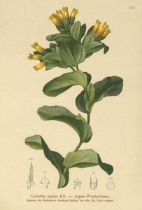 Miel de montaña lisa (Cerinthe alpina, Cerinthe glabra subsp. glabra)
