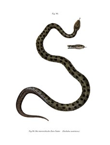 Serpiente lisa de German School