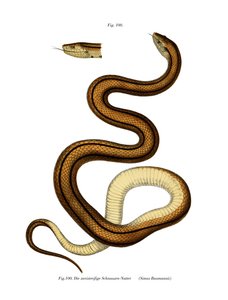 Serpiente (litografía en color) de German School