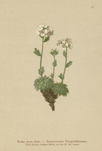 Draba nivea (Draba nivea)