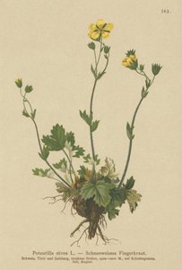 Potentilla nivea (Potentilla nivea)