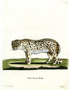 Leopardo de las Nieves