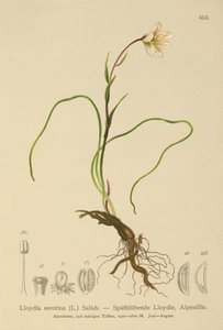 Lirio de Snowdon (Lloydia serotina, Gagea serotina, Lloydia alpina, Lloydia striata)