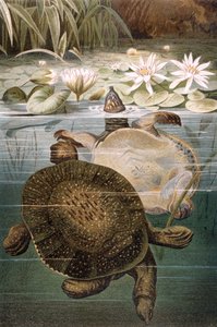 Tortuga de caparazón blando, lámina de Brehms Tierleben: Allgemeine Kunde des Tierreichs, vol.7, p.621, publicada por Bibliographisches Institut, 1892