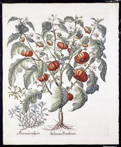 Solanum Pomiferum de Hortus Eystettensis por Basil Besler (1561-1629) publicado en 1613