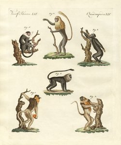 Algunos tipos de monos de German School