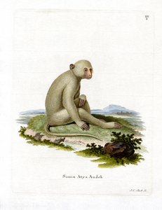 Mangabey Sooty