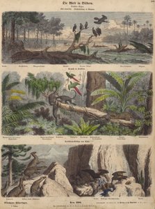 Sudamérica: estuario en Guyana; selva en Brasil; Andes chilenos (grabado coloreado)