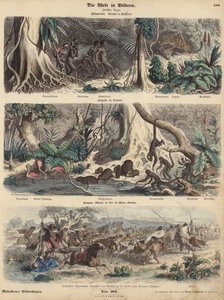 Sudamérica: selva en Brasil; ribera en Guayana; indios sorprendiendo a los gauchos en las Pampas y llevándose su rebaño de ganado