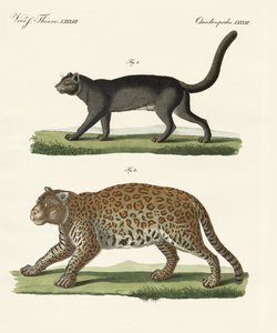 Animales de América del Sur de German School