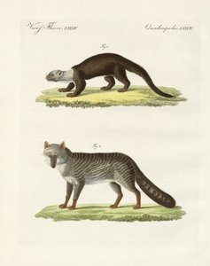 Animales sudamericanos de German School