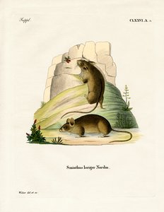 Ratón Abedul del Sur de German School