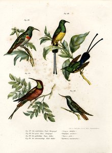Sunbird de doble collar del sur, 1864 de German School