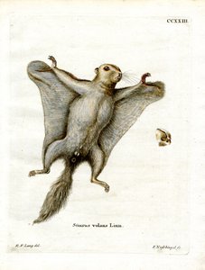 Ardilla voladora del sur de German School