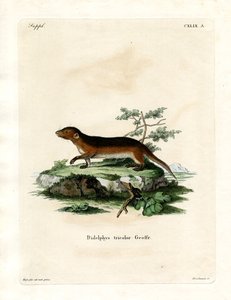 Zarigüeya de Lados Rojos del Sur de German School