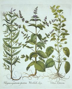 Menta verde, Ortiga romana y Menta de hoja larga, de Hortus Eystettensis, por Basil Besler (1561-1629), pub. 1613