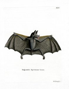 Murciélago Espectral de German School