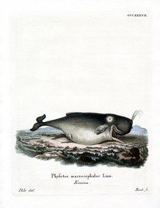 Cachalote