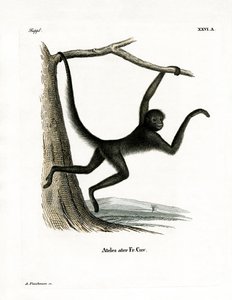 Mono Araña de German School