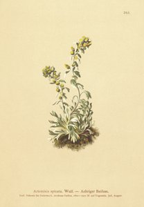 Ajenjo espigado (Artemisia spicata, Artemisia bocconei, Artemisia genipi) de German School