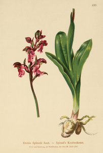 Orquídea de Spitzel (Orchis Spitzelii)