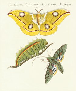 Mariposas extranjeras espléndidas de German School