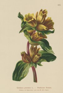 Genciana moteada (Gentiana punctata) de German School