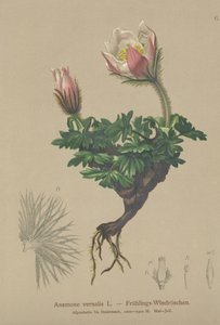 Anémona de primavera (Anemone vernalis, Pulsatilla vernalis)