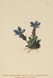 Genciana de primavera (Gentiana verna, Gentiana angulosa, Gentiana aestiva) de German School