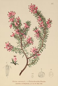 Brezo de primavera (Erica carnea) de German School