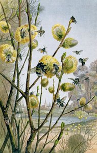 Primavera en el mundo de los insectos, lámina de Brehms Tierleben: Allgemeine Kunde des Tierreichs, vol.9, p.216, publicado por Bibliographisches Institut, 1892