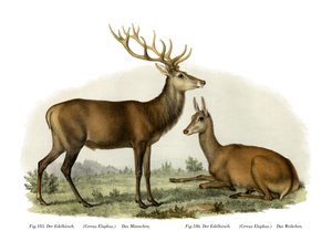 Ciervo, 1860 de German School