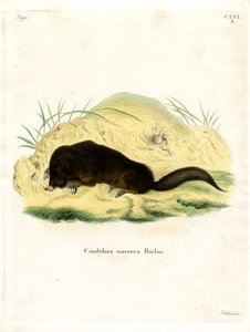 Topo de Nariz Estrellada