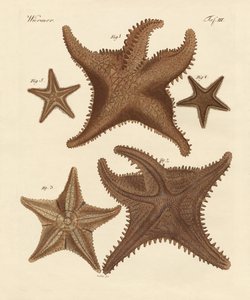 Estrellas de mar de German School
