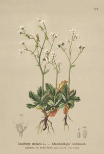 Saxífraga estrellada (Saxifraga stellaris)
