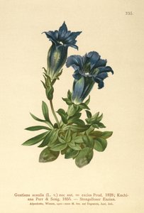 Genciana sin tallo (Gentiana acaulis, Gentiana excisa) de German School