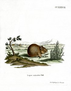 Pika de estepa de German School
