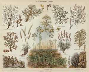 Plantas de estepa de German School