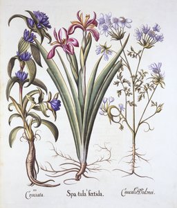 Iris apestoso, orlaya y genciana de cruz, de Hortus Eystettensis, por Basil Besler, pub. 1613