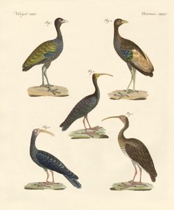 Aves brasileñas extrañas de German School