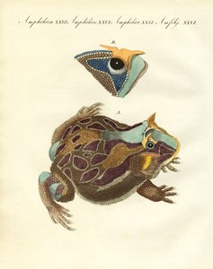 Anfibios extraños de German School