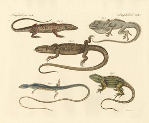 Anfibios extraños