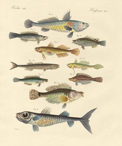 Peces extraños y hermosos de German School