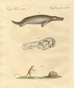 Animales extraños de German School