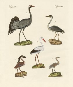 Aves de playa extrañas de German School