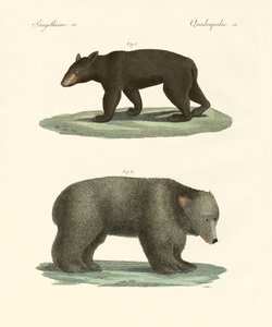 Osos extraños de German School