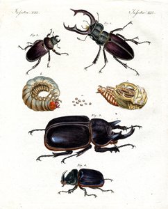 Escarabajos extraños