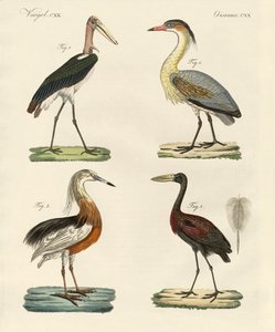 Aves extrañas de German School