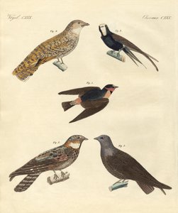 Aves extrañas de German School